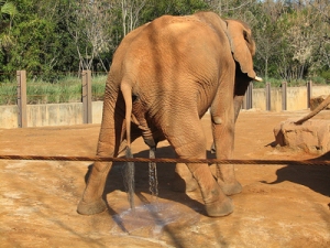 elephant peeing
